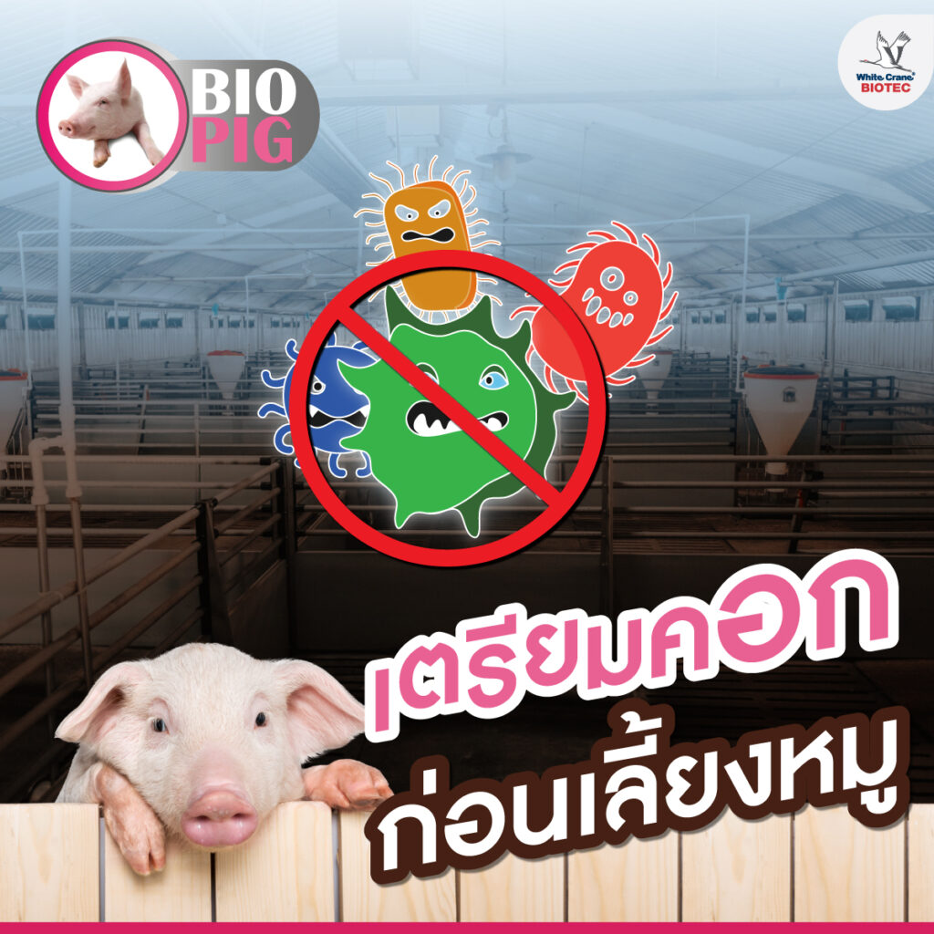 เตรียมคอกก่อนเลี้ยงหมู